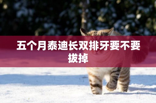 五個月泰迪長雙排牙要不要拔掉