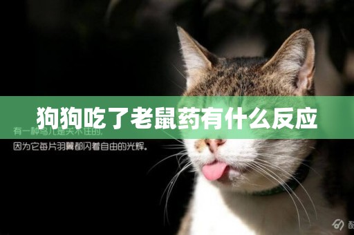 狗狗吃了老鼠藥有什么反應