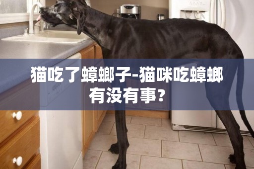 貓吃了蟑螂子-貓咪吃蟑螂有沒有事？