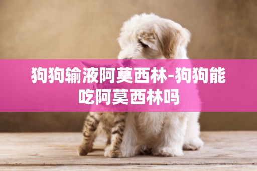狗狗輸液阿莫西林-狗狗能吃阿莫西林嗎