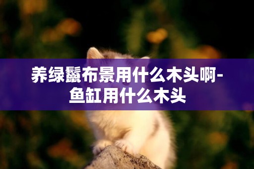 養綠鬣布景用什么木頭啊-魚缸用什么木頭