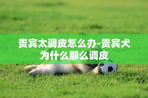 貴賓太調皮怎么辦-貴賓犬為什么那么調皮