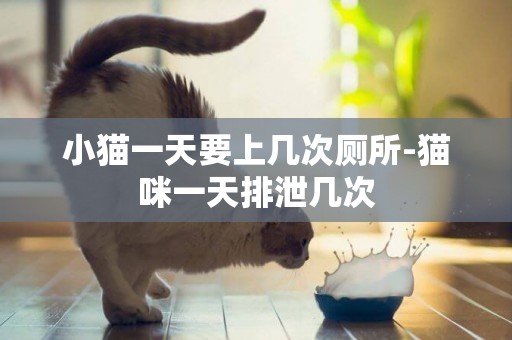小貓一天要上幾次廁所-貓咪一天排泄幾次