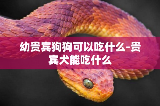 幼貴賓狗狗可以吃什么-貴賓犬能吃什么