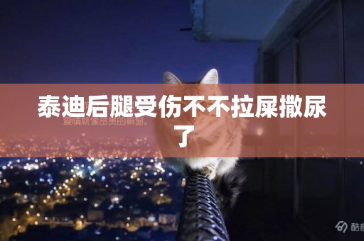 泰迪后腿受傷不不拉屎撒尿了