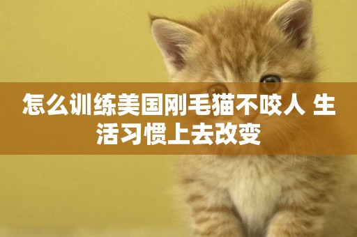 怎么訓練美國剛毛貓不咬人 生活習慣上去改變