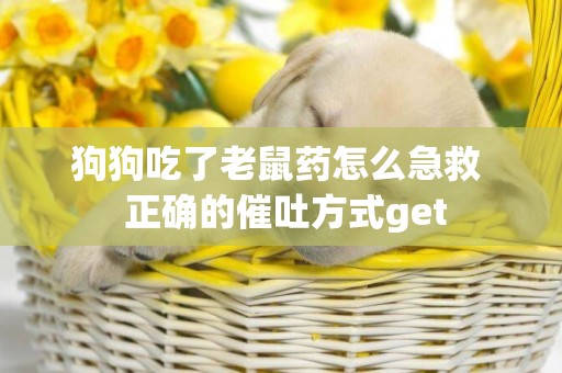 狗狗吃了老鼠藥怎么急救  正確的催吐方式get