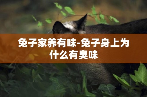 兔子家養有味-兔子身上為什么有臭味