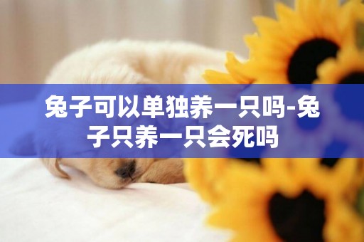 兔子可以單獨養一只嗎-兔子只養一只會死嗎