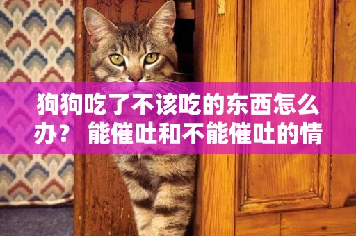 狗狗吃了不該吃的東西怎么辦？ 能催吐和不能催吐的情況
