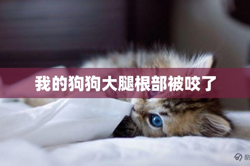 我的狗狗大腿根部被咬了