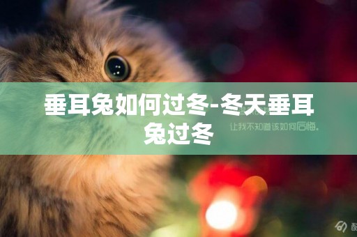 垂耳兔如何過冬-冬天垂耳兔過冬