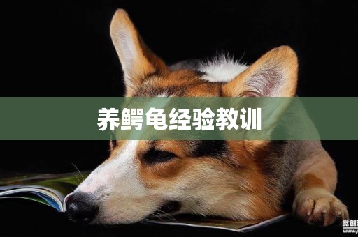 養鱷龜經驗教訓