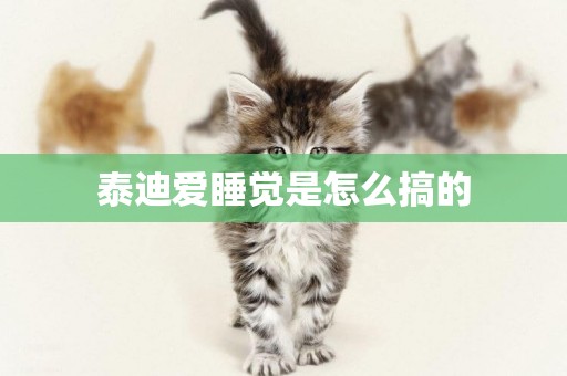 泰迪愛睡覺是怎么搞的