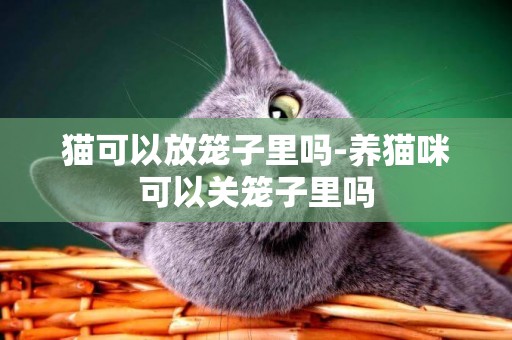 貓可以放籠子里嗎-養貓咪可以關籠子里嗎