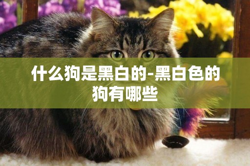 什么狗是黑白的-黑白色的狗有哪些