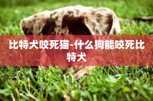 比特犬咬死貓-什么狗能咬死比特犬