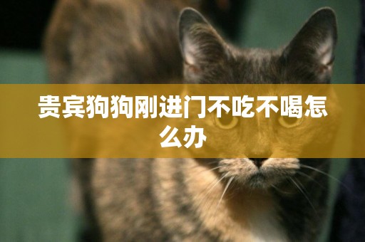 貴賓狗狗剛進門不吃不喝怎么辦