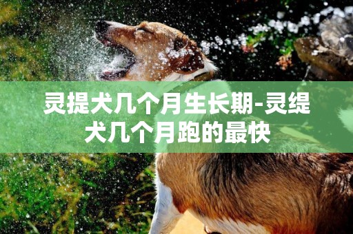 靈提犬幾個月生長期-靈緹犬幾個月跑的最快