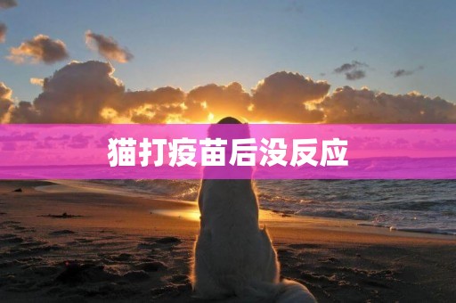 貓打疫苗后沒反應