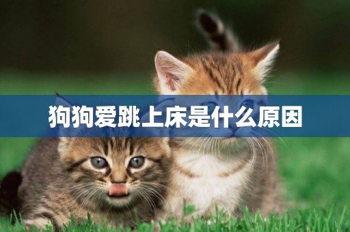 狗狗愛跳上床是什么原因