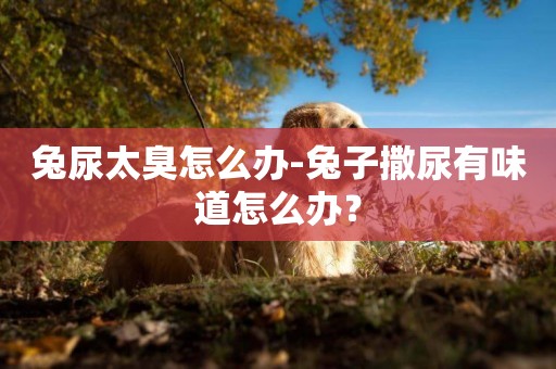 兔尿太臭怎么辦-兔子撒尿有味道怎么辦？