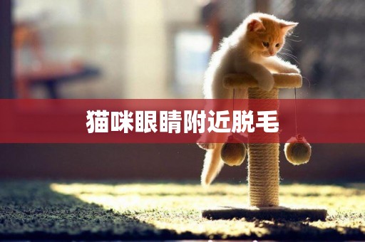 貓咪眼睛附近脫毛