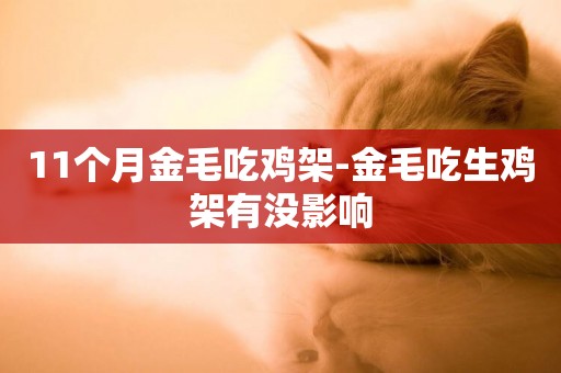 11個月金毛吃雞架-金毛吃生雞架有沒影響