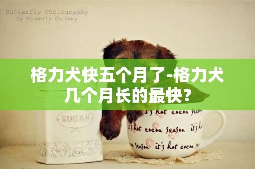格力犬快五個月了-格力犬幾個月長的最快？