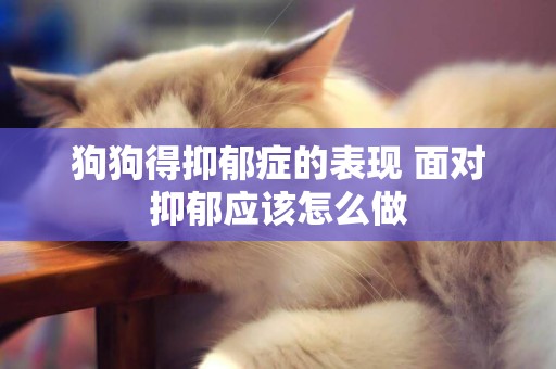 狗狗得抑郁癥的表現 面對抑郁應該怎么做