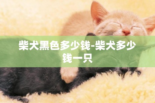 柴犬黑色多少錢-柴犬多少錢一只