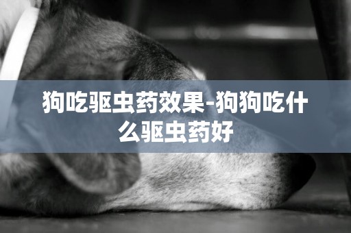 狗吃驅蟲藥效果-狗狗吃什么驅蟲藥好