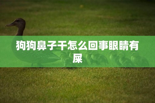狗狗鼻子干怎么回事眼睛有屎