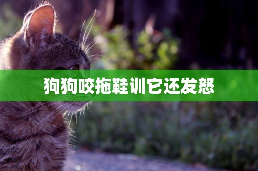 狗狗咬拖鞋訓它還發怒