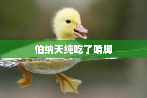 伯納天純吃了啃腳