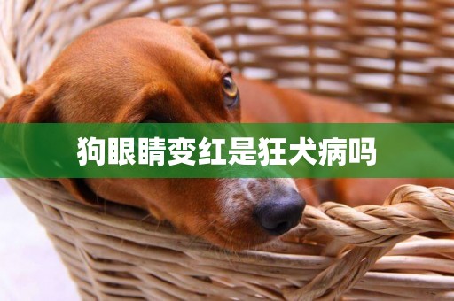 狗眼睛變紅是狂犬病嗎