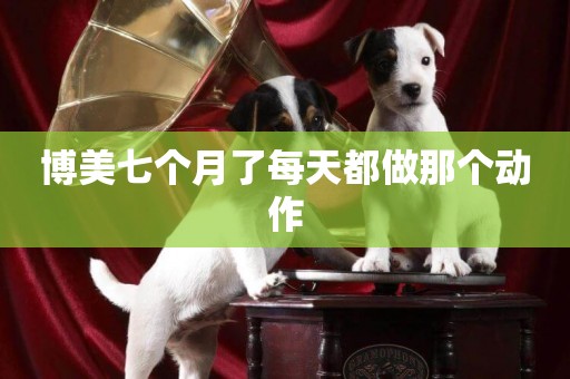 博美七個月了每天都做那個動作