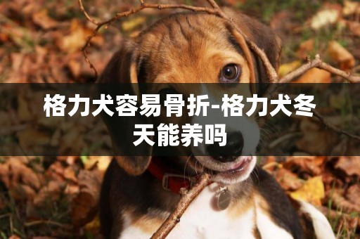 格力犬容易骨折-格力犬冬天能養嗎