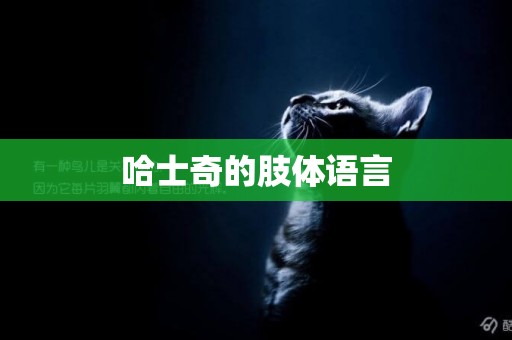 哈士奇的肢體語言