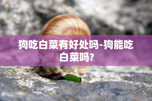 狗吃白菜有好處嗎-狗能吃白菜嗎?