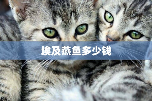 埃及燕魚多少錢