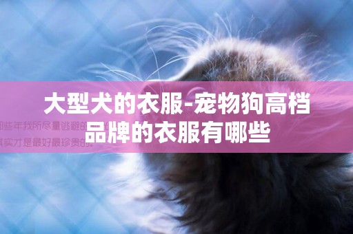 大型犬的衣服-寵物狗高檔品牌的衣服有哪些