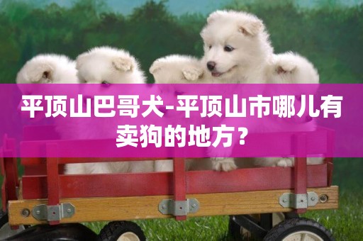 平頂山巴哥犬-平頂山市哪兒有賣狗的地方？