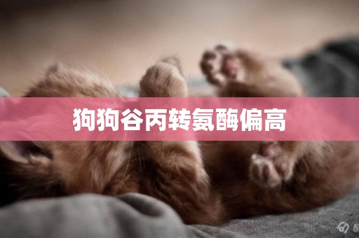 狗狗谷丙轉氨酶偏高