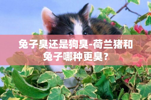 兔子臭還是狗臭-荷蘭豬和兔子哪種更臭？