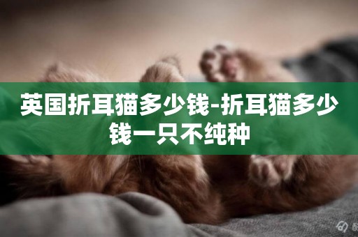 英國折耳貓多少錢-折耳貓多少錢一只不純種
