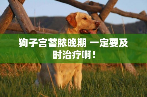狗子宮蓄膿晚期 一定要及時治療啊！