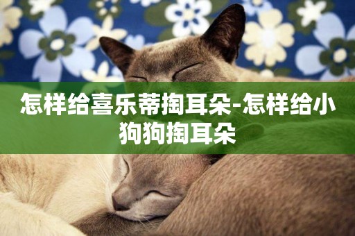怎樣給喜樂蒂掏耳朵-怎樣給小狗狗掏耳朵