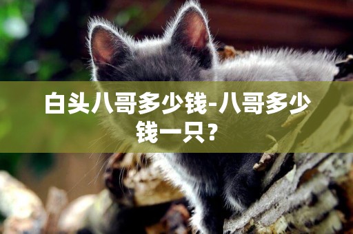 白頭八哥多少錢-八哥多少錢一只？