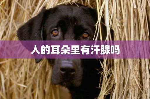 人的耳朵里有汗腺嗎